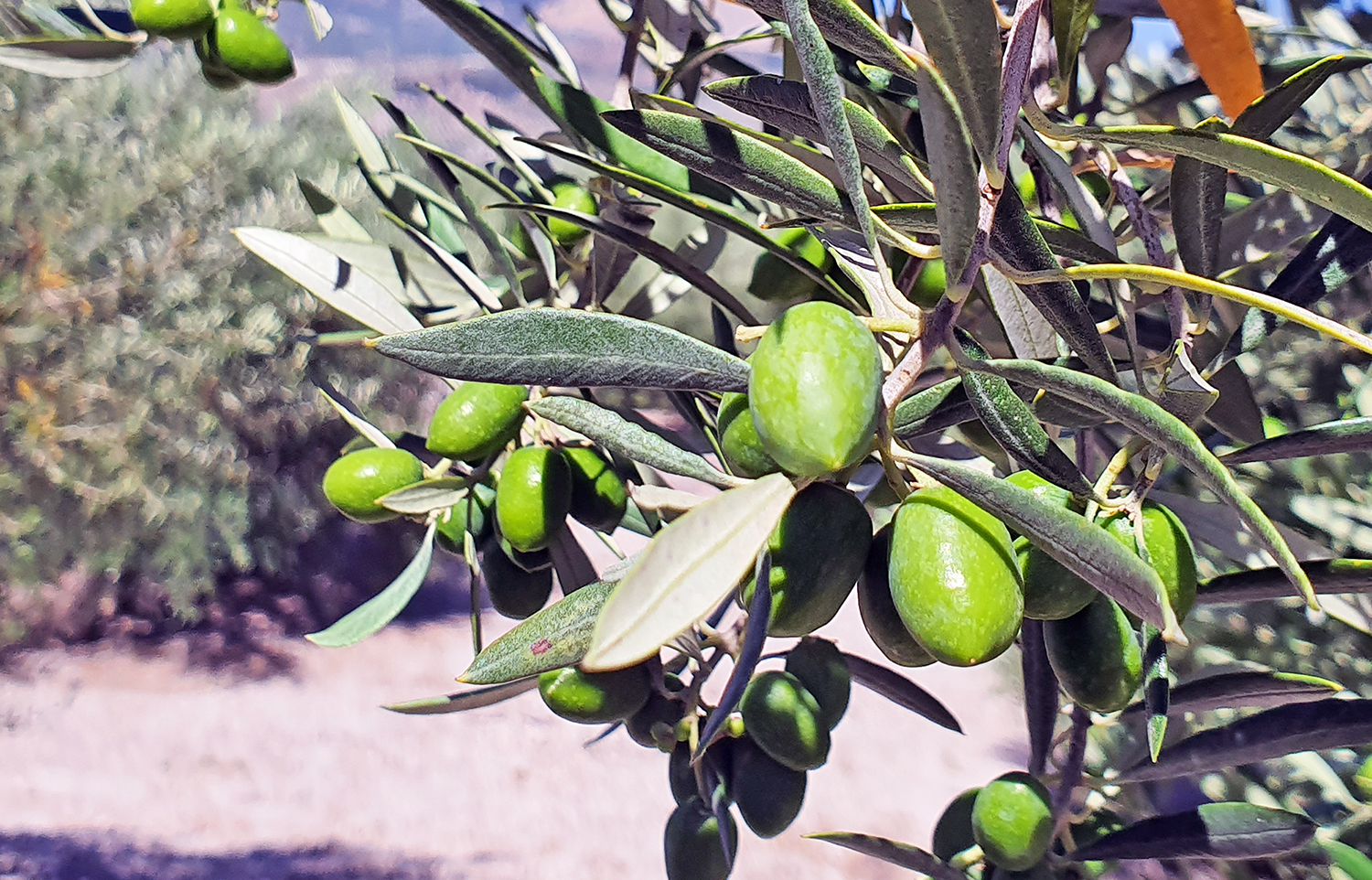 COAG Jaén advierte que aún es pronto para establecer unas predicciones fiables de cosecha, pues aún hay 300.000 tn de aceite en el aire